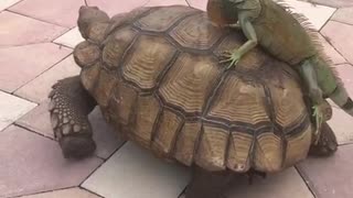 Iguanas Breaks into Tortoise Enclosure for a Free Ride