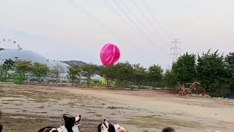 Dogs play with balloon! Funny