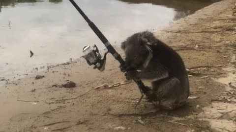 Extremely Adorable Koala Finds Fishing Really Relaxing
