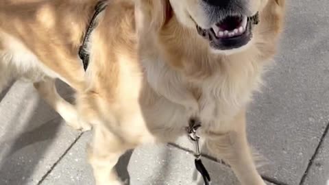 😂YouTube vs Reality - Dog photos edition #dog #goldenretriever
