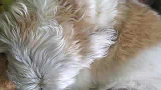 Dog Sleeps With His Bear