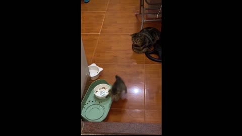 Mother cat let baby cat climb the stairs