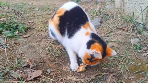 Cute colorful cat. This cat is beautiful.