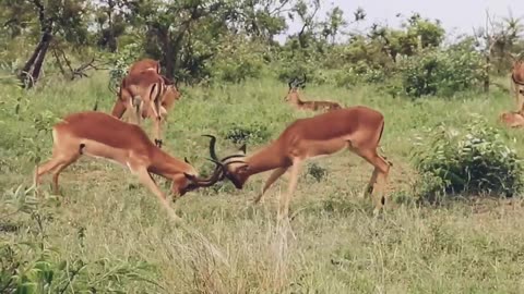 Impala Rams Fighting Copyright Free Animal Videos