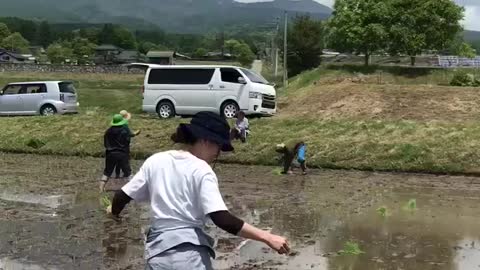 田植え ササシグレ米作り