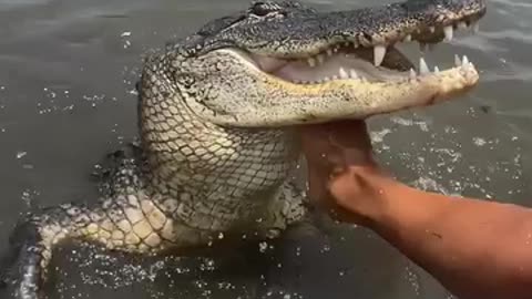 Wildman gets food from alligator !