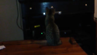 Kitten Intently Watches Animal Documentary On Tv