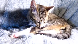 Cute Kitten Stretches His Paw Beans