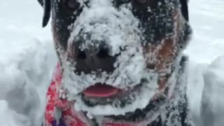 Dog running in deep snow can barely see head