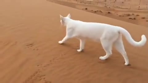 satisfying cat walk precisely moving hint paws after front paws