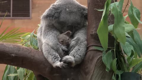 cute baby Koala