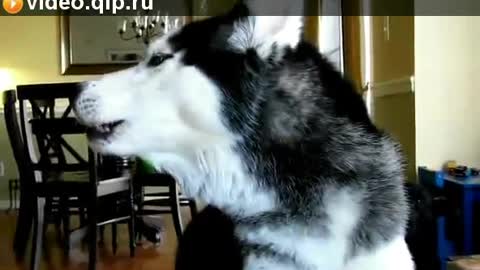 smart husky