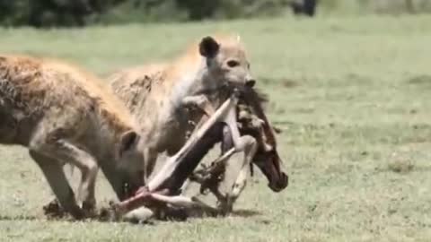 Lions are natural advanced hunters