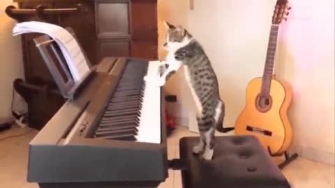 cat playing piano - funny cats