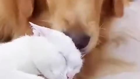 Dog likes ears Very Cute Retriever (1)