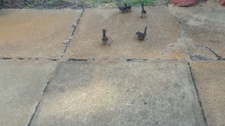 Feeding a Family of Splendid Fairywrens