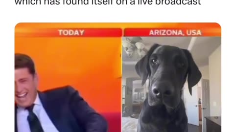 News presenter loses it over dog on camera