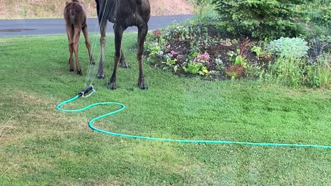 Mama Moose and Her Calf Cool Off Under Sprinkler