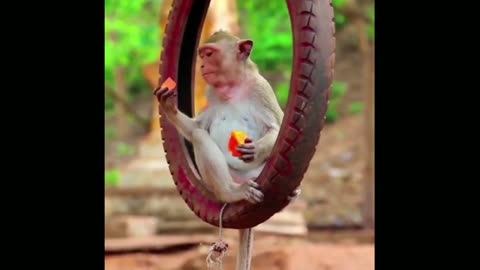 Monkey 🐒 Very Funny Videos Animals Comedy Scenes