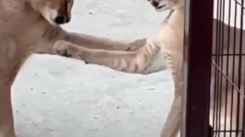 Pet cat Fight