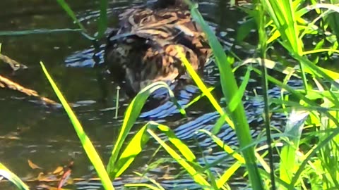 Ducklings with their mother in a very small stream / beautiful ducks in the water.