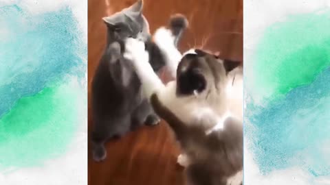 Best clapping game - Cute kittens playing
