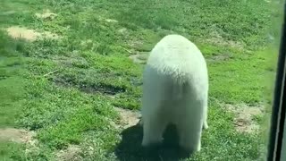 Polar Bear tries to attack kid!!