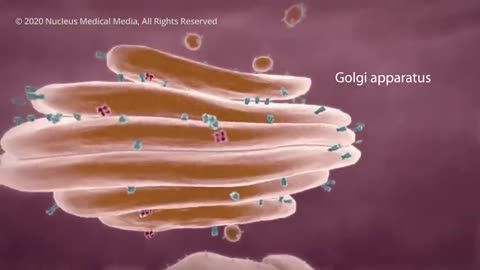 COVID-19 Animation: What Happens If You Get Coronavirus?