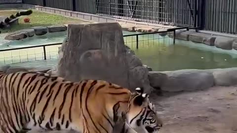 tiger and dog have fun