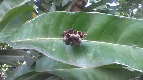 Wasp cocoon is found in the park, there are insects and eggs in it [Nature & Animals]