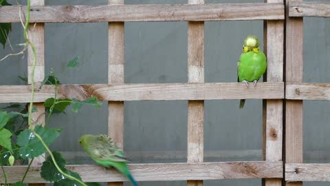 Parrot bird is one of the most beautiful birds