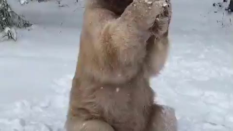 Bear in the snow