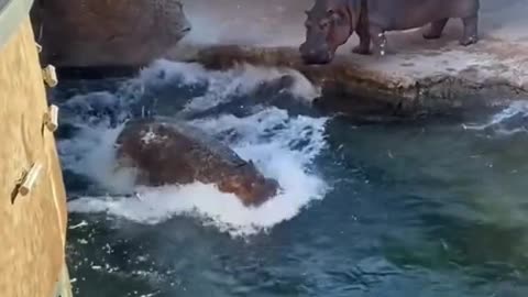 Hippo zoomies! 🦛💨