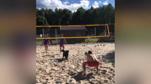 This Dog Knows How to Play Volleyball. 🏀🏀