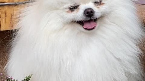 funny dog , beautiful dog. enjoy dog