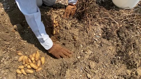 Potato Harvest Part 1(Laratte Fingerling)