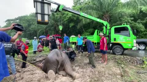 Baby elephant rescued from Thailand manhole