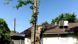 Collab copyright protection - termite infested tree falls on fence