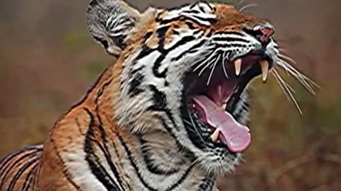The tiger is yawning. You can see the teeth in the tiger's mouth