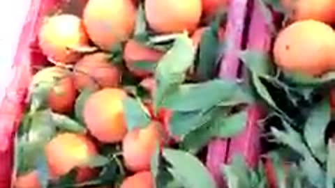 The bounties of Morocco are a nafil orange, ready for export