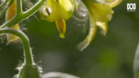 Feature farm Growing Tomatoes Indoors With 94% Less Water And No Soil