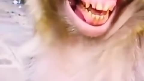 Monkey laughing video🤩😁😃😄😀