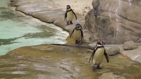 Beautiful penguins in beautiful nature 😍 playing