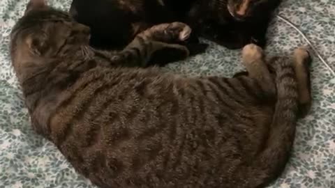 Yin Yang Kitties Nap Time