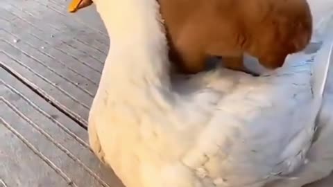 uppy gets a ride from duck 🦆 😍