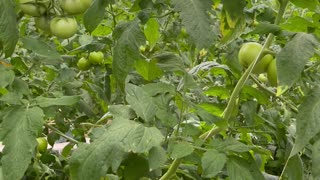 Hydroponic Agriculture of tomatoes