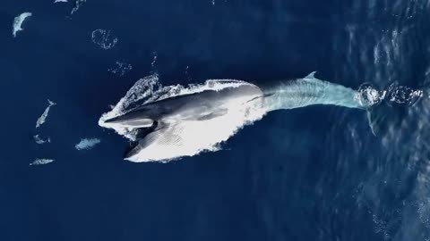 Amazing Aerial View of Whale Feeding