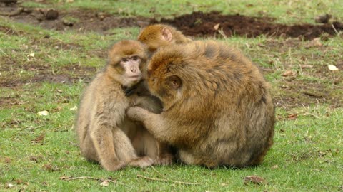 Monkey loves her child