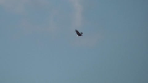 335 Toussaint Wildlife - Oak Harbor Ohio - Majestic Eagle In Flight And Soaring High