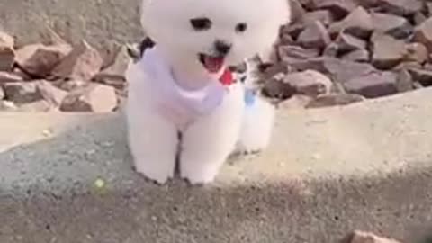 Cute 😘 Pomeranian puppy video | dog videos | Cute puppy shorts | puppies videos | #shorts #puppy